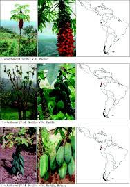 Image result for Cylicomorpha parviflora