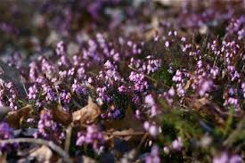 By amelia wynne for mailonline. Plant Spotlight Mediterranean Pink Heather Chiot S Run