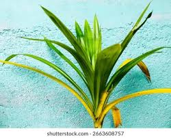 Image result for Pandanaceae