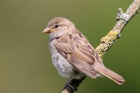 Pin On Sparrows