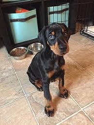 Read our bird room meditations for thoughts on finding or returning to christianity. Springfield Va Doberman Pinscher Meet Kaja A Pet For Adoption