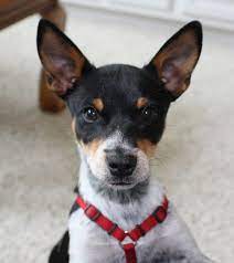 Rat Terrier Mix Puppy Rat Terrier Dogs Rat Terrier Mix Rat Terriers