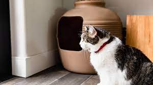 You need to be patient with him if he is pooping on the floor. Reasons Why Cats Poop Outside The Litter Box And How To Stop It