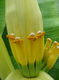 Image result for Musa sp. (Ornamental bananas)