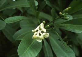 Image result for Voacanga thouarsii