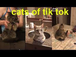 Cats Of Tiktok Part 1 Youtube In 2020 Cats Funny Cats And Dogs Funny Cats