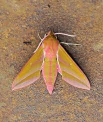 Mariposas Nocturnas Los Fantasmas De La Noche