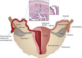 At ovulation , this ligament pulls the fimbrial end closer to the ovary. Imaging Evaluation Of Fallopian Tubes And Related Disease A Primer For Radiologists Radiographics