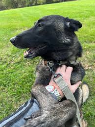 Image result for invalid dog wheelset