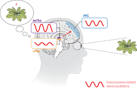 Image result for Thalamic Stimulation