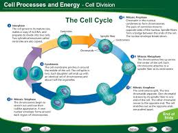 Table Of Contents Photosynthesis Respiration Cell Division