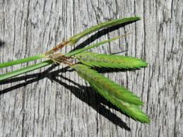 Image result for Cyperus zollingeri