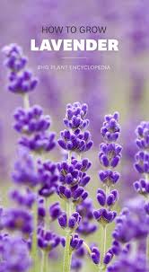 Water once or twice a week after planting until plants are established. Lavender Growing Lavender Plants Garden