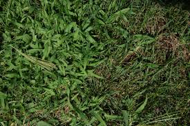During summer months when temperatures are higher than the optimum range, growth slows and turf can become more susceptible. Is Crabgrass Taking Over Your Lawn Crabgrass Vs Fescue
