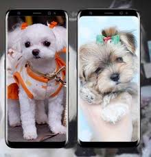Have new images for cute maltese hairstyles cute maltipoo haircuts? Maltese Haircuts For Android Apk Download