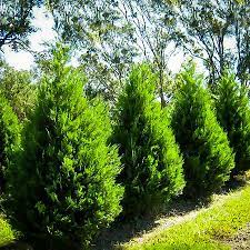 However, these branches can be pruned up as desired. Evergreen Trees Buy Evergreen Trees Online The Tree Center