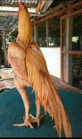 Pin By Tarik Zambak On Aves Beautiful Chickens Chickens And Roosters Chickens Backyard