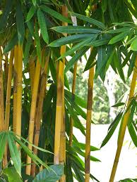 Image result for Bamboo Yellow 1958 Imperial