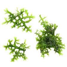 Image result for Psydrax richardsiae