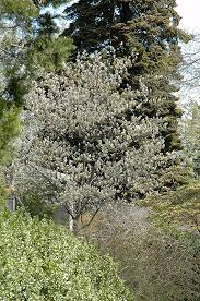 Image result for Amelanchier laevis