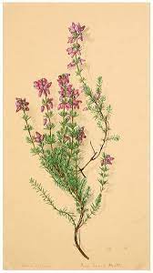Heather Idea Heather Flower Heather Plant Botanical Prints