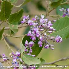 Image result for Philenoptera