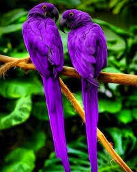 Pin De Consuelo Arcila En Aire Y Color Animales Exoticos