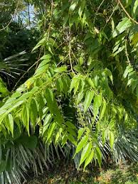 Image result for Trema