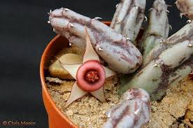 Image result for Huernia procumbens