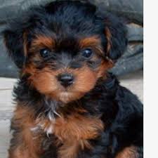 Yorkie Black And Brown Puppy Ahhh I Want A Yorkiepoo Hundebabys Yorkie Welpen