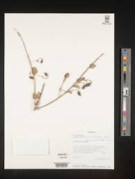 Image result for Maerua edulis
