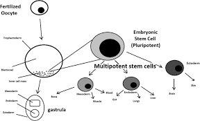 Maybe you would like to learn more about one of these? Stem Cells Past Present And Future Stem Cell Research Therapy Full Text