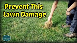 Even when the online pictures are an honest representation of the item, it is hard to see any tiny details in the photos. Simple Lawn Solutions Detailed Guide Ryan Knorr Lawn Care