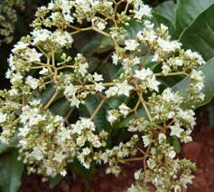 Image result for Harungana madagascariensis
