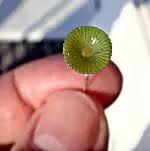 Cells are of different shapes and size. Which Is The Largest Plant Cell Quora
