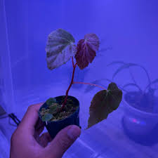 Image result for Begonia meyeri-johannis