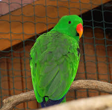green parrot with red beak free image peakpx green parrot with red beak free image