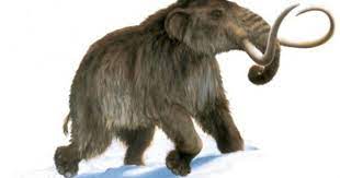 qui ou quoi a tue les mammouths sciences prehistoric animals prehistoric creatures prehistoric world