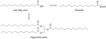 Image result for Fatty Acid