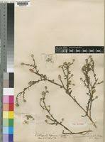 Image result for Sphaeranthus gazaensis