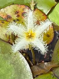 Image result for Nymphoides senegalensis