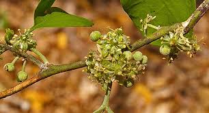 Image result for Balanites maughamii