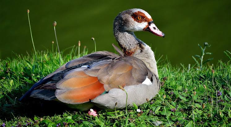 Mga resulta ng larawan para sa Egyptian Goose"