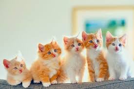 Explore tweets of anak nakal @anaknakal78 on twitter. Gambar Anak Kucing Yang Paling Comel Di Dunia