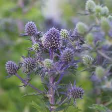 Image result for Eryngium `Blue Hobbit`