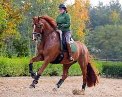 The berghemse was also there in 2012 in london. Sanne Voets To Premier New Freestyle At 2020 Cdi W S Hertogenbosch