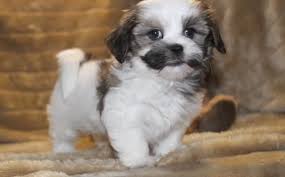 Akc registered, up till date on shots & 99% potty trained. Havanese Puppies For Sale Colorado Springs Co 100795