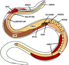 anatomy of a snake snake cages pet snake snake breeds