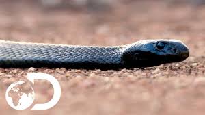 More images for snakes » The Most Venomous Snakes In The World Modern Dinosaurs Youtube