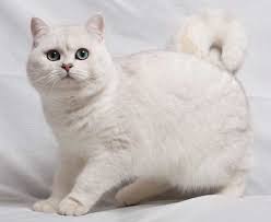 These directories provide contact information, and it's best to email or call a breeder directly to find out if they. British Shorthair Colours Full Guide My British Shorthair In 2021 Cat Breeds British Shorthair British Shorthair Kittens